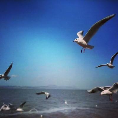 绅士江湖百抽版手机版下载